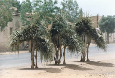 Carrying merchandise to the market in Agordat - Eritea