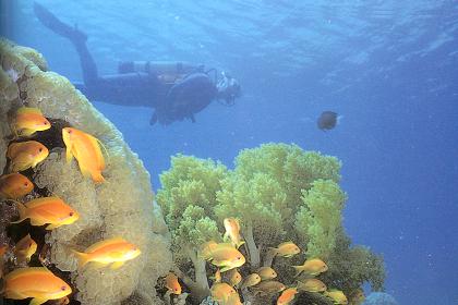 The Red Sea has many unusual species of colorful fish and coral.