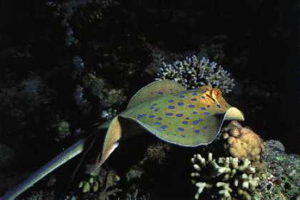 Blue speckled manta rays and various corals