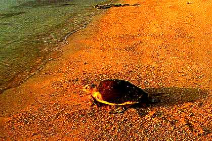Turtle returning to the sea, after laying her eggs on the beach