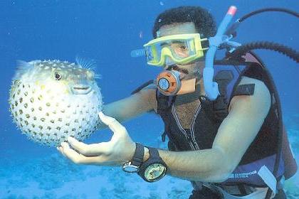 Scuba diver closes up on a deadly puffer fish