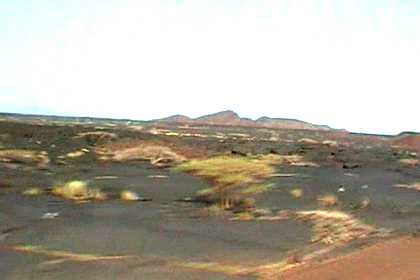 Scattered vegetation in lava fields.