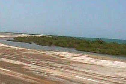 Salt and mangrove forest on the Red Sea coast.
