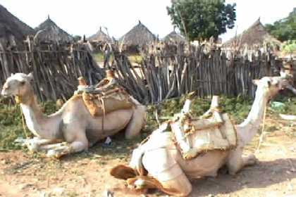 Camels resting in the sun in Agordat.