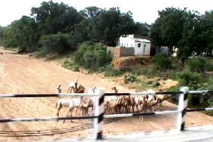 Dry riverbed crossing the Barentu - Agordat road.