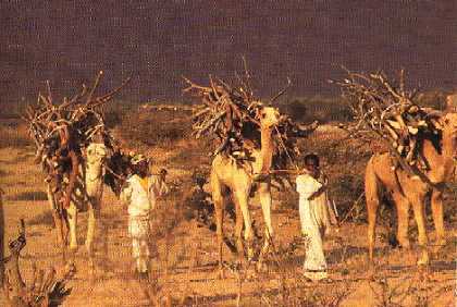 Carrying wood to the market, northern Sahel