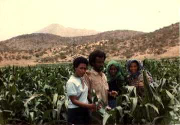 Maize fields Nacfa Eritrea