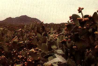 Beles (Prickly Pear) at Nacfa