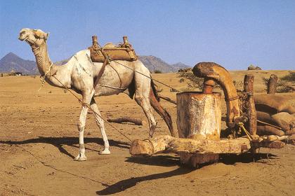 "Asara" traditional sesami oil press - Eritrea (Saied Ibrahim Yehdego)