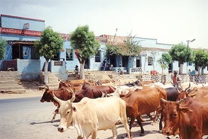 Streetscape of the road through Ghinda