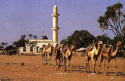 Ages-old camel train ambles past Hirghigo ’s distinctive minaret