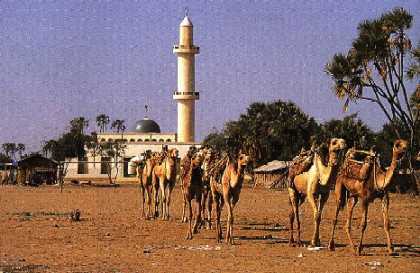 Ages-old camel train ambles past Hirghigo s distinctive minaret