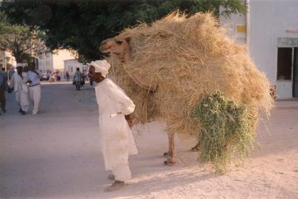 Camel driver in Keren - Eritrea