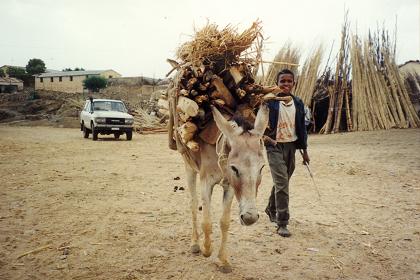 Donkey carrying firewood to the market, Keren - Eritrea