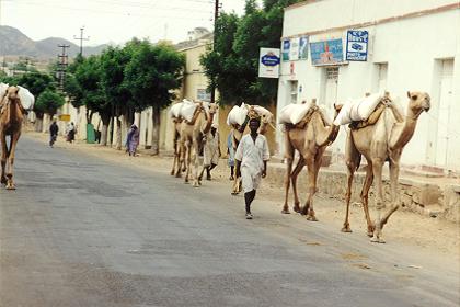 Camels carrying grain to the market, Keren - Eritrea