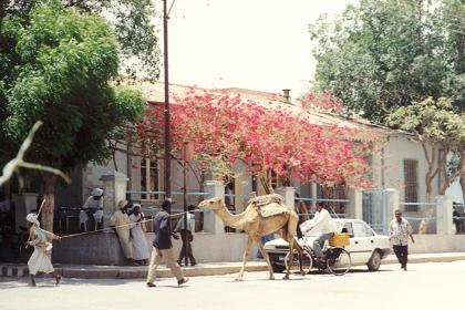 Blooming tree in the center of Keren (Senhit Hotel).