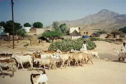 Cattle on the streets of Keren - Eritrea