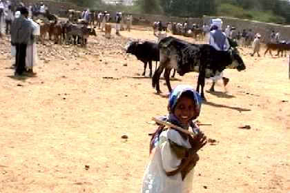 Livestock market in Keren - Eritrea (on Mondays)