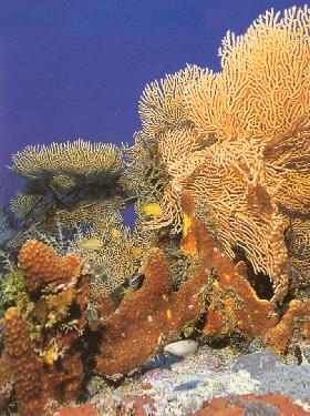 Spectacular coral gardens in the Red Sea.