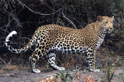 Leopard - Semenawi Bahri National Park Eritrea