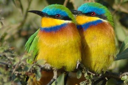 Blue Breasted Bee Eaters (Merops Variegatus) - Semenawi Bahri Eritrea.