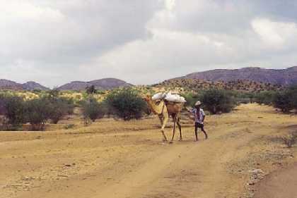 Dromedary near Massawa