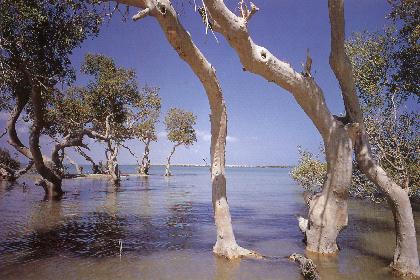 Mangrove trees arch over a swamp near the coastal town of Thio Eritrea.